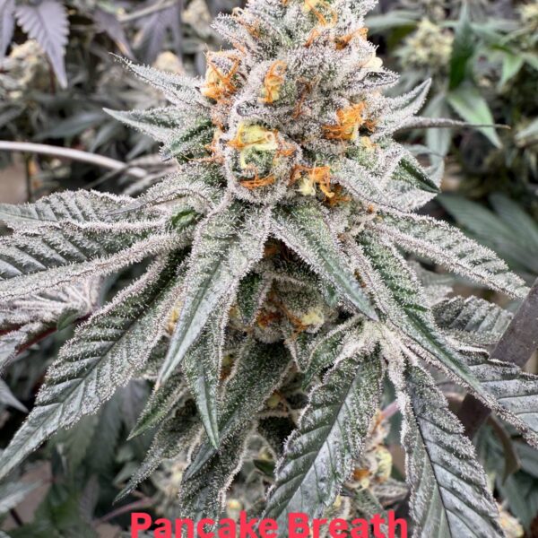 In House Genetics - Pancake Breath (Cannabis Clone)