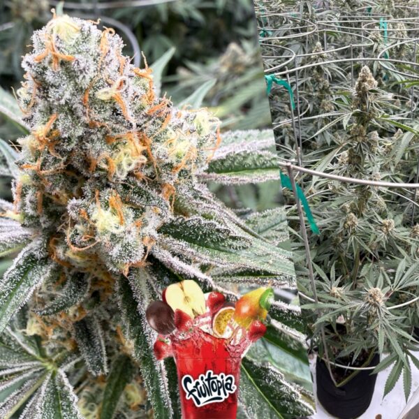Brotanical Gardens - Fruitopia (Cannabis Clone)