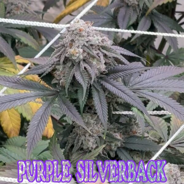 Brotanical Gardens - Purple Silverback (Cannabis Clone)